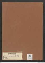 Eunotia praerupta Ehr. (de-Toni-Nr.: Genus 104, Species 3155) Zeichnungen Sammlung Grunow Mappe 03402 (Herbarium_W_Grunow_drawings_Folder_03402)
